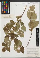 Foto von Salix iliensis Regel